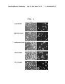 BENZOTHIAZOLE DERIVATIVES AND A USE THEREOF FOR THE TREATMENT OF CANCER diagram and image