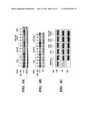 VIBRO-BASED DELIVERY SYSTEM AND IMMUNE SUPPRESSION diagram and image