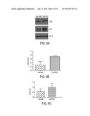 METHODS AND COMPOSITIONS WITH IMMUNE THERAPY FOR TREATMENT OF DEMENTIA diagram and image