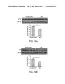 METHODS AND COMPOSITIONS WITH IMMUNE THERAPY FOR TREATMENT OF DEMENTIA diagram and image