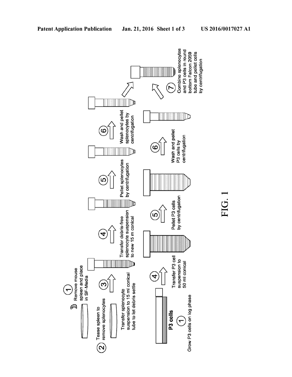 Hybridoma Clones and Monoclonal Antibodies to Fibroblast Growth Factor 4 - diagram, schematic, and image 02