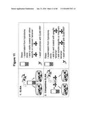 T CELL RECEPTOR MIMIC RL9A diagram and image