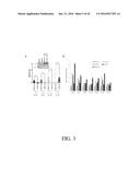 SELECTIVE TARGETING OF CANCER STEM CELLS diagram and image