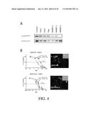 SELECTIVE TARGETING OF CANCER STEM CELLS diagram and image