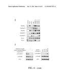 SELECTIVE TARGETING OF CANCER STEM CELLS diagram and image