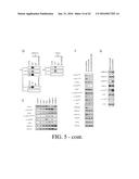 SELECTIVE TARGETING OF CANCER STEM CELLS diagram and image