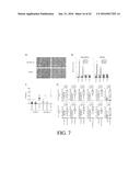 SELECTIVE TARGETING OF CANCER STEM CELLS diagram and image