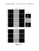 SELECTIVE TARGETING OF CANCER STEM CELLS diagram and image