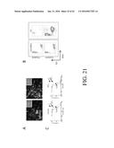 SELECTIVE TARGETING OF CANCER STEM CELLS diagram and image