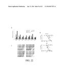 SELECTIVE TARGETING OF CANCER STEM CELLS diagram and image