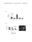 SELECTIVE TARGETING OF CANCER STEM CELLS diagram and image