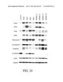 SELECTIVE TARGETING OF CANCER STEM CELLS diagram and image