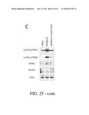 SELECTIVE TARGETING OF CANCER STEM CELLS diagram and image