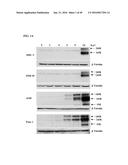 TUMOR-SELECTIVE E1A  AND E1B MUTANTS diagram and image