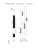 TUMOR-SELECTIVE E1A  AND E1B MUTANTS diagram and image