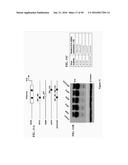 TUMOR-SELECTIVE E1A  AND E1B MUTANTS diagram and image