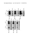 TUMOR-SELECTIVE E1A  AND E1B MUTANTS diagram and image