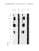 TUMOR-SELECTIVE E1A  AND E1B MUTANTS diagram and image