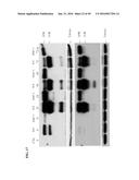 TUMOR-SELECTIVE E1A  AND E1B MUTANTS diagram and image