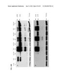 TUMOR-SELECTIVE E1A  AND E1B MUTANTS diagram and image