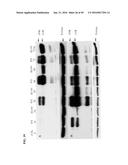 TUMOR-SELECTIVE E1A  AND E1B MUTANTS diagram and image