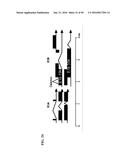 TUMOR-SELECTIVE E1A  AND E1B MUTANTS diagram and image