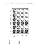 TUMOR-SELECTIVE E1A  AND E1B MUTANTS diagram and image