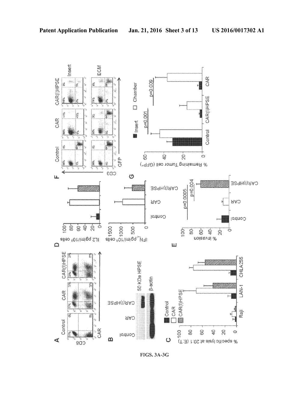 HEPARANASE EXPRESSION IN HUMAN T LYMPHOCYTES - diagram, schematic, and image 04