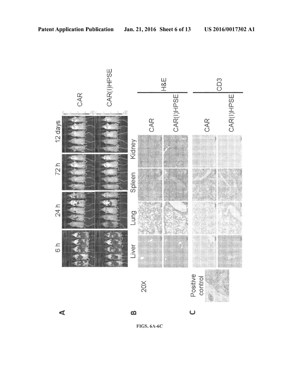 HEPARANASE EXPRESSION IN HUMAN T LYMPHOCYTES - diagram, schematic, and image 07