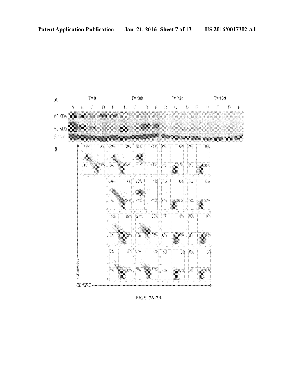 HEPARANASE EXPRESSION IN HUMAN T LYMPHOCYTES - diagram, schematic, and image 08