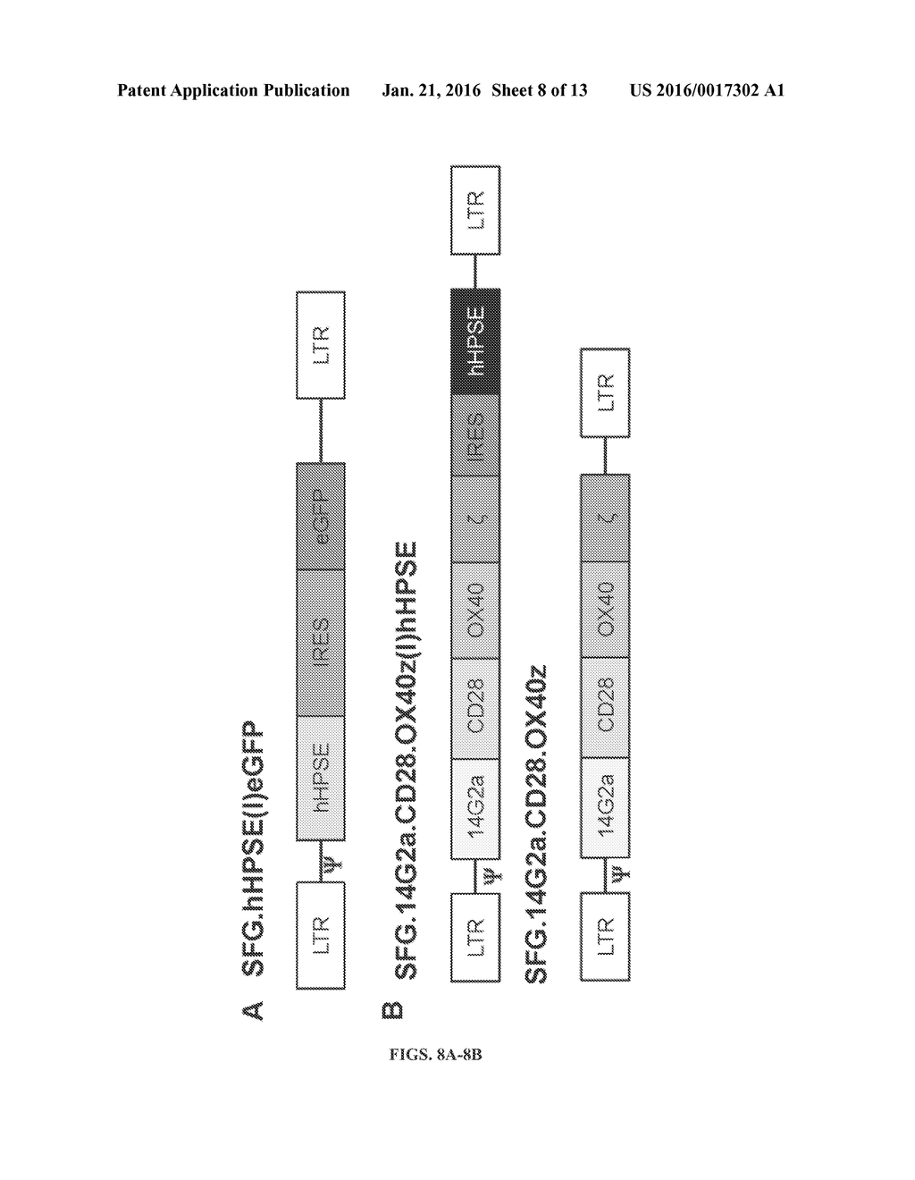 HEPARANASE EXPRESSION IN HUMAN T LYMPHOCYTES - diagram, schematic, and image 09