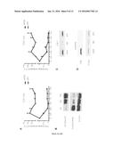 HEPARANASE EXPRESSION IN HUMAN T LYMPHOCYTES diagram and image
