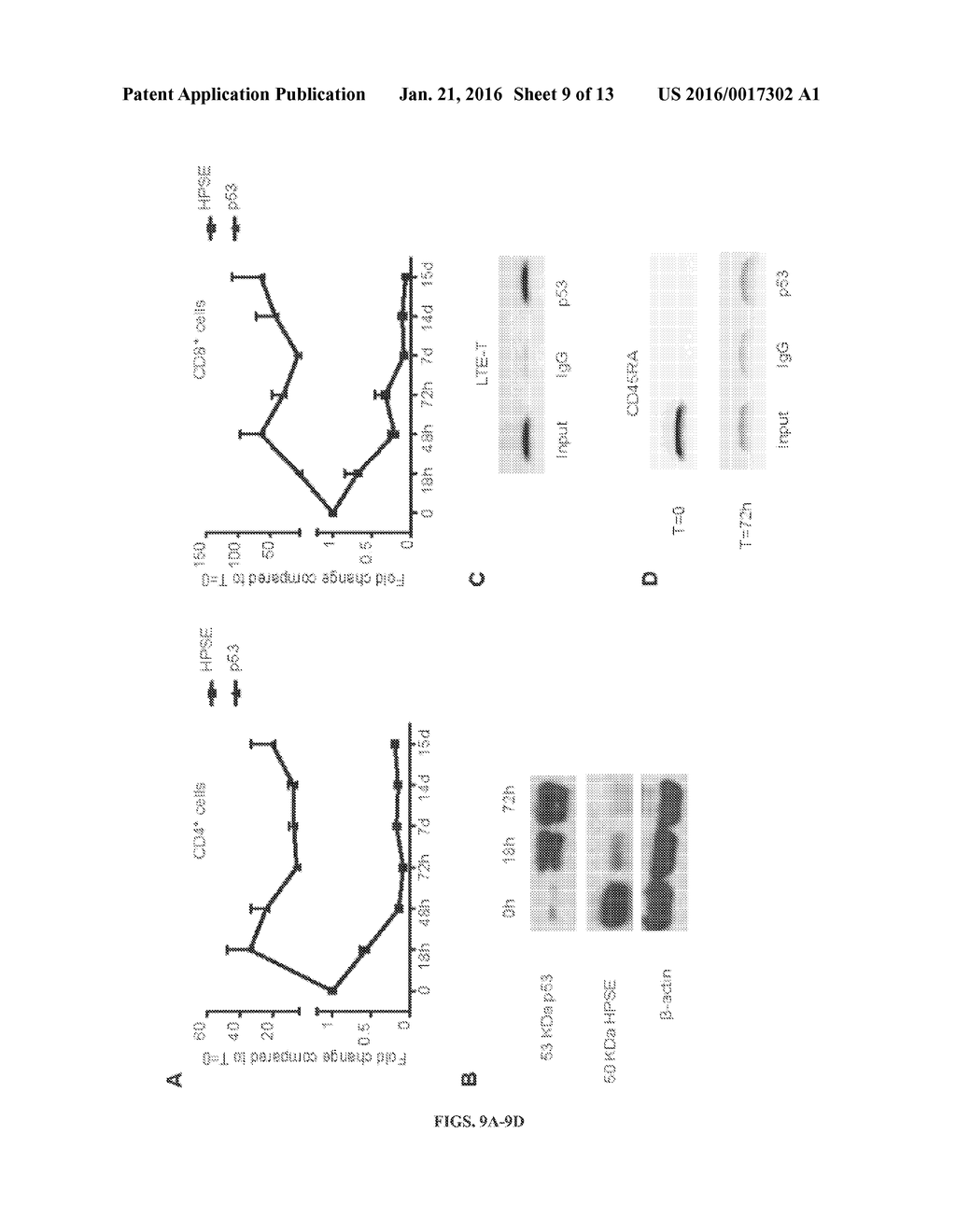 HEPARANASE EXPRESSION IN HUMAN T LYMPHOCYTES - diagram, schematic, and image 10