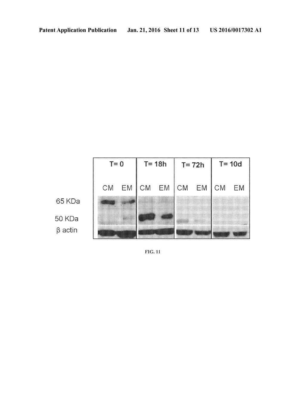 HEPARANASE EXPRESSION IN HUMAN T LYMPHOCYTES - diagram, schematic, and image 12