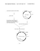 USE OF N-ACETYLNEURAMINIC ACID ALDOLASE IN CATALYTIC SYNTHESIS OF     N-ACETYLNEURAMINIC ACID diagram and image