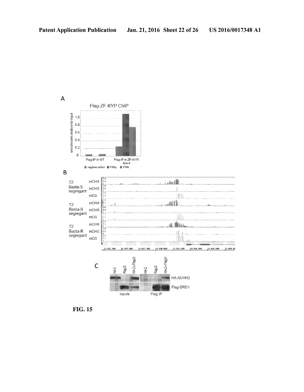 METHODS AND COMPOSITIONS FOR TARGETING RNA POLYMERASES AND NON-CODING RNA     BIOGENESIS TO SPECIFIC LOCI - diagram, schematic, and image 23