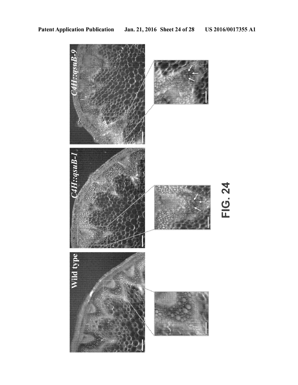 TISSUE SPECIFIC REDUCTION OF LIGNIN - diagram, schematic, and image 25