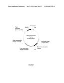 PLANTS HAVING ENHANCED YIELD-RELATED TRAITS AND A METHOD FOR MAKING THE     SAME diagram and image