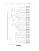 FUNCTIONAL EXPRESSION OF BACTERIAL MAJOR FACILITATOR SUPERFAMILY MFS GENE     IN MAIZE TO IMPROVE AGRONOMIC TRAITS AND GRAIN YIELD diagram and image