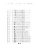 FUNCTIONAL EXPRESSION OF BACTERIAL MAJOR FACILITATOR SUPERFAMILY MFS GENE     IN MAIZE TO IMPROVE AGRONOMIC TRAITS AND GRAIN YIELD diagram and image