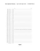 FUNCTIONAL EXPRESSION OF BACTERIAL MAJOR FACILITATOR SUPERFAMILY MFS GENE     IN MAIZE TO IMPROVE AGRONOMIC TRAITS AND GRAIN YIELD diagram and image