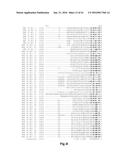 FUNCTIONAL EXPRESSION OF BACTERIAL MAJOR FACILITATOR SUPERFAMILY MFS GENE     IN MAIZE TO IMPROVE AGRONOMIC TRAITS AND GRAIN YIELD diagram and image