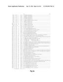 FUNCTIONAL EXPRESSION OF BACTERIAL MAJOR FACILITATOR SUPERFAMILY MFS GENE     IN MAIZE TO IMPROVE AGRONOMIC TRAITS AND GRAIN YIELD diagram and image