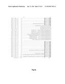 FUNCTIONAL EXPRESSION OF BACTERIAL MAJOR FACILITATOR SUPERFAMILY MFS GENE     IN MAIZE TO IMPROVE AGRONOMIC TRAITS AND GRAIN YIELD diagram and image