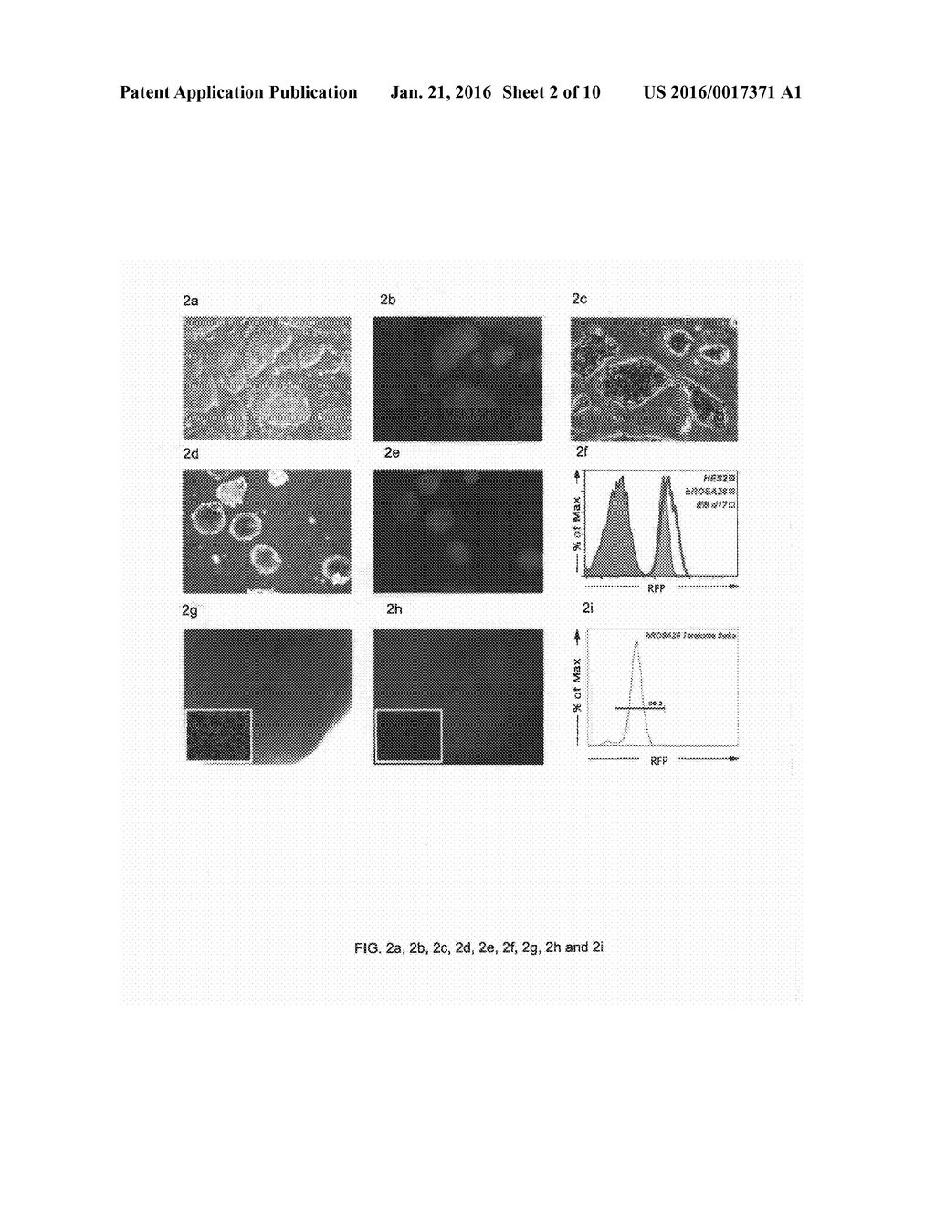 STEM CELL GENE TARGETING - diagram, schematic, and image 03