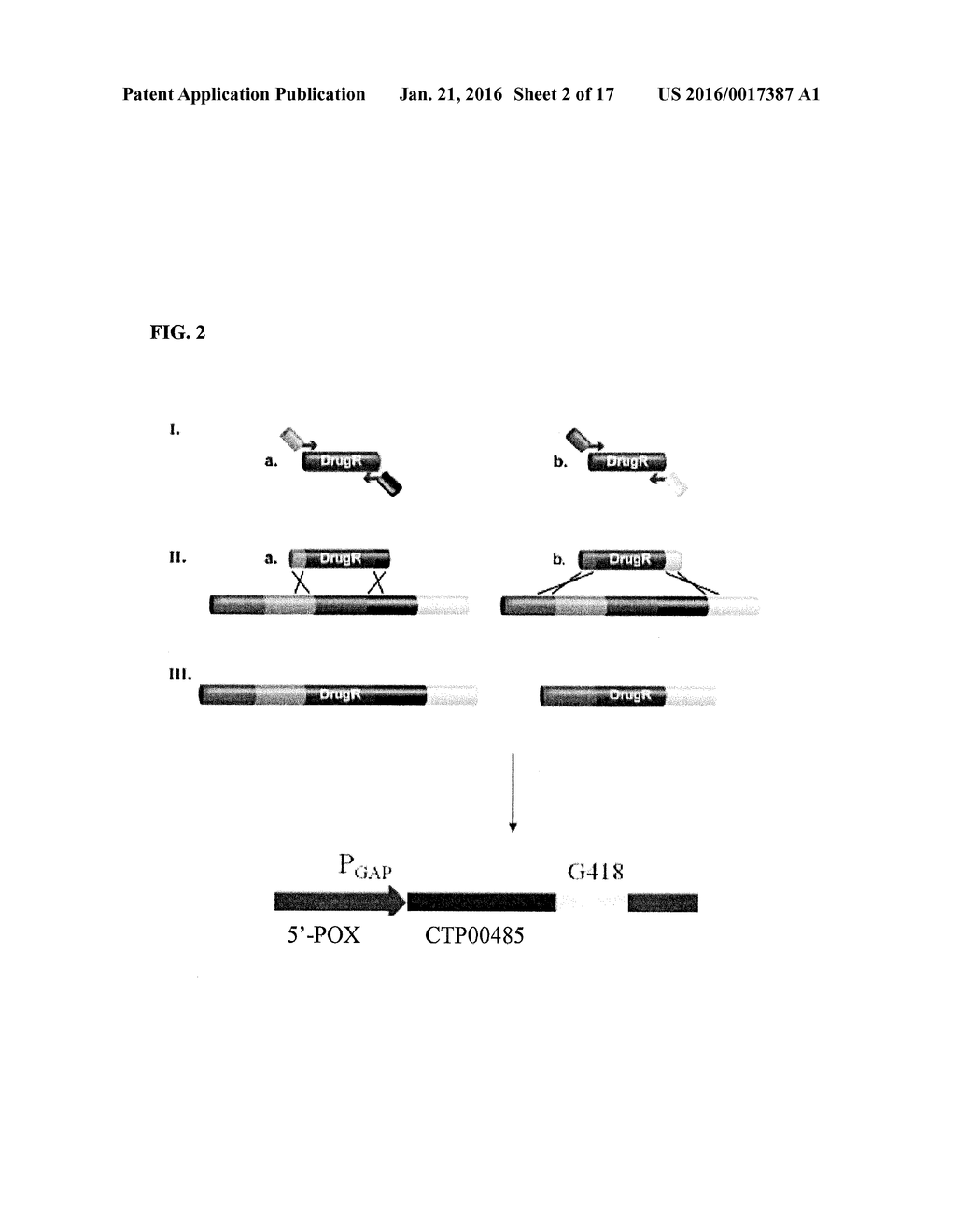 GENETICALLY MODIFIED MICROORGANISM FOR PRODUCING LONG-CHAIN DICARBOXYLIC     ACID AND METHOD OF USING THEREOF - diagram, schematic, and image 03