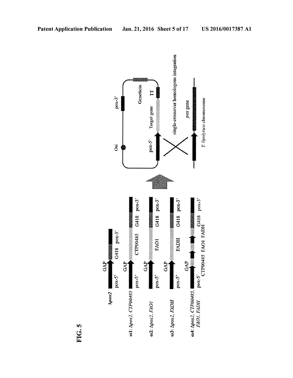 GENETICALLY MODIFIED MICROORGANISM FOR PRODUCING LONG-CHAIN DICARBOXYLIC     ACID AND METHOD OF USING THEREOF - diagram, schematic, and image 06