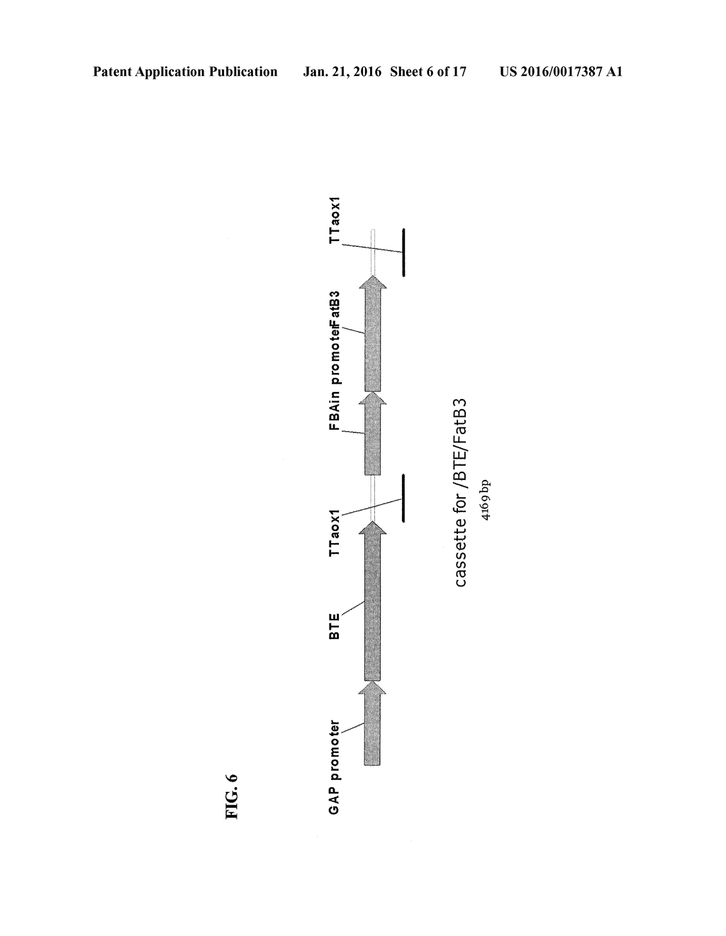 GENETICALLY MODIFIED MICROORGANISM FOR PRODUCING LONG-CHAIN DICARBOXYLIC     ACID AND METHOD OF USING THEREOF - diagram, schematic, and image 07