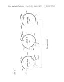 GENETICALLY MODIFIED MICROORGANISM FOR PRODUCING LONG-CHAIN DICARBOXYLIC     ACID AND METHOD OF USING THEREOF diagram and image