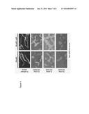 RECOMBINANT PHAGES AND PROTEINS diagram and image